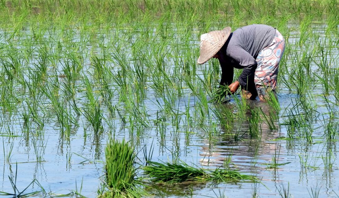 Caritas Philippines Opposes UPOV’s Threat to Food Sovereignty and Biodiversity