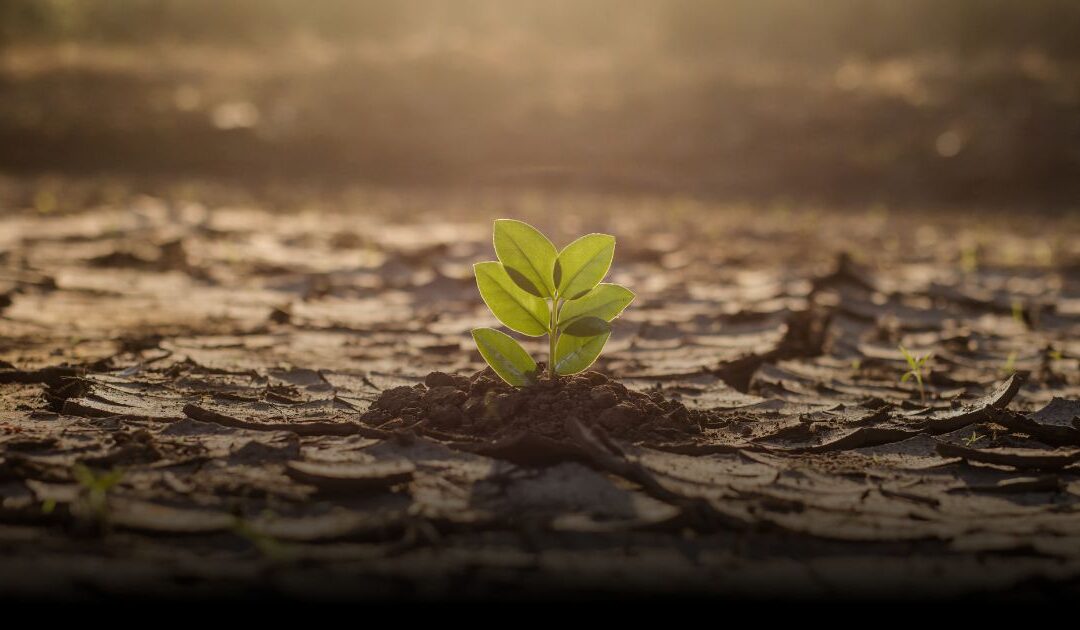 No Excuses, No Delays: COP29 Faces Ultimatum as Finance Talks Hit Breaking Point